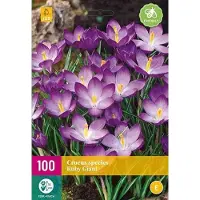 Jub holland bloembollen - Crocus/Krokus - 50 stuks - species Ruby Giant