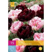 Jub holland - bloembollen - Tulpen Sweet Desire Mix - maat 11/12 - 15 stuks