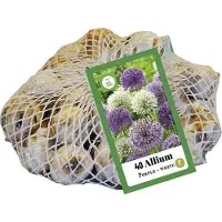 JUB Holland bloembollen - Allium Paars - wit - maat 10-12 - 40 stuks