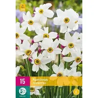 Jub holland - bloembollen - Narcissen Recurvus - maat 12/14 - 15 stuks