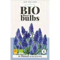 JUB X 10 Muscari armeniacum