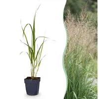 Green Boutiq - Grassen - Molinia arund. Karl Foerster - Pijpestrootje - Met Pluim - Groen - 12 Planten - Pot 11cm - Hoogte 15-25cm