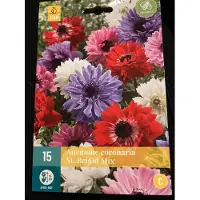 Jub holland Anemone Coronaria St. Brigid Mix