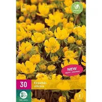 Jub holland - bloembollen - Eranthis Cilicica - maat 4/5 - 30 stuks