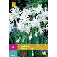 Jub holland - bloembollen - Narcissen Triandrus Thalia - maat 10/12 - 20 stuks