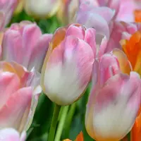 QFB Gardening Tulp Kunyun | 10 stuks | Darwinhybride | Roze | Zalm | Tulpenbollen