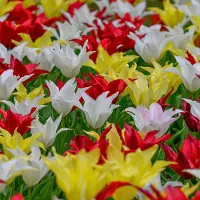 QFB Gardening Bloembollen Mix Tulpen Très Chic Festival | 150 stuks | Leliebloemig | Geel |