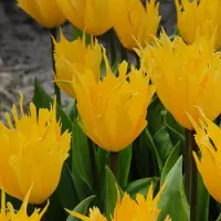 QFB Gardening Tulipa Golden Leo | 10 stuks | Darwinhybride | Geel | Tulpenbollen