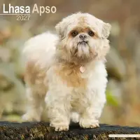 Avonside Publishing Ltd. Lhasa Apso Kalender 2027