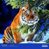 Aquarupella Tijger Kalender 2027