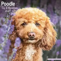 Avonside Publishing Ltd. Poedel Toy en Miniatuur Kalender 2027