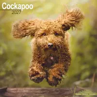 Avonside Publishing Ltd. Cockapoo Kalender 2027