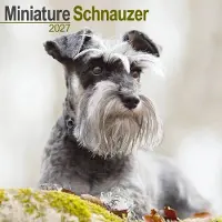 Avonside Publishing Ltd. Miniatuur Schnauzer Kalender 2027