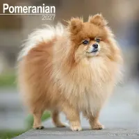 Avonside Publishing Ltd. Pomeranian Kalender 2027