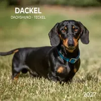 Tushita Teckel Kalender 2027