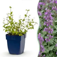 Green Boutiq - Vasteplant - Nepeta rac. Grog - Kattenkruid - Bijen- en vlinderlokkers - Blauw - 12 Planten - Pot 11cm - Hoogte 15-25cm