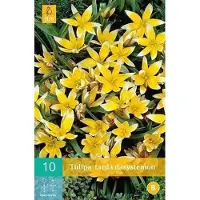 JUB X 10 Tulipa Tarda