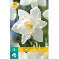 Jub holland Narcis Mount Hood