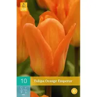 Ta Tulipa Orange Emperor - Fosteriana tulp - set van 10 stuks