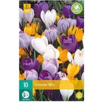 Jub holland X 10 Crocus grootbloemig mix