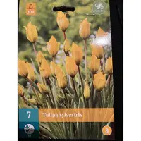 JUB - Tulipa sylvestris