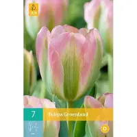 JUB Tulipa Groenland - Viridiflora tulp - set van 7 stuks