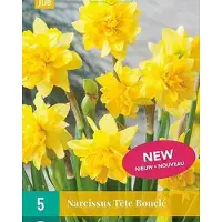 JUB X 5 Narcissus Tête Bouclé