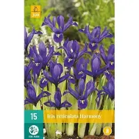 JUB X 15 Iris Harmony