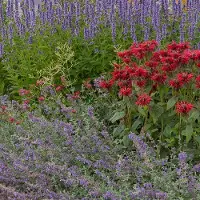Green Boutiq - Vasteplant - Borderpakket - Geurend - Diversen - Soorten en kleuren - 6 Planten - Pot 11cm - Hoogte 15-25cm