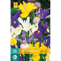 JUB X 25 Iris hollandica mix
