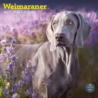 Baker & Bray Weimaraner Kalender 2027