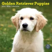 Baker & Bray Golden Retriever Puppies Kalender 2027