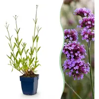 Green Boutiq - Vasteplant - Verbena bonariensis - Ijzerhard - Bijen- en vlinderlokkers - Paars - 1 Plant - Pot 11cm - Hoogte 15-25cm