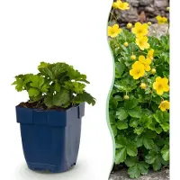 Green Boutiq - Vasteplant - Waldsteinia ternata - Goudaardbei - Bodembedekkend - Geel - 6 Planten - Pot 11cm - Hoogte 15-25cm