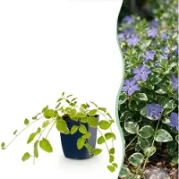Green Boutiq - Vasteplant - Vinca major Variegata - Maagdenpalm - Bodembedekkend - Blauw - 24 Planten - Pot 11cm - Hoogte 15-25cm