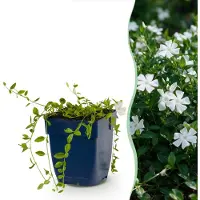 Green Boutiq - Vasteplant - Vinca minor Alba - Maagdenpalm - Bodembedekkend - Wit - 1 Plant - Pot 11cm - Hoogte 15-25cm