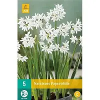 JUB 5 POTNARCIS PAPERWHITE 15/16