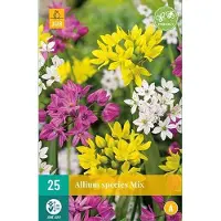 JUB - Allium Species Mix, 20 bloembollen