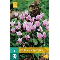 JUB X 2 Cyclamen hederifolium