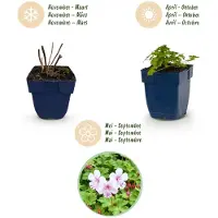 Green Boutiq - Vasteplant - Geranium macr. Spessart - Ooievaarsbek - Bodembedekkend - Wit-Roze - 6 Planten - Pot 11cm - Hoogte 15-25cm