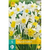 JUB X 5 Narcissus Sailboat