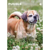 CalendarsRUs Puggle A3 Kalender 2027