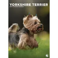 CalendarsRUs Yorkshire Terrier A3 Kalender 2027
