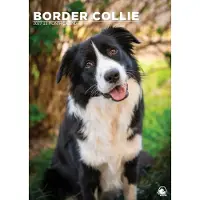 CalendarsRUs Border Collie A3 Kalender 2027