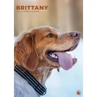 CalendarsRUs Brittany Spaniel A3 Kalender 2027