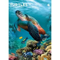 CalendarsRUs Schildpadden A3 Kalender 2027