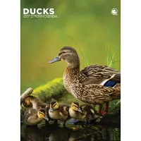 CalendarsRUs Eenden A3 Kalender 2027