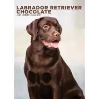 CalendarsRUs Labrador Retriever Bruin A3 Kalender 2027