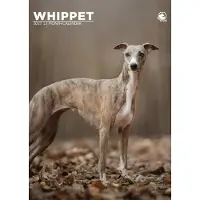 CalendarsRUs Whippet A3 Kalender 2027