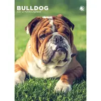 CalendarsRUs Engelse Bulldog A3 Kalender 2027